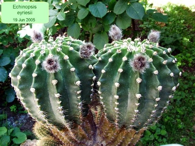 Echinopsis _eyriesii _10